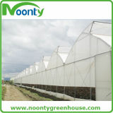 Greenhouse with Ventilation