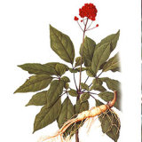 Chinese Herb Extract