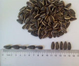 Hot Sales of Sunflower Seeds 1121 with High Quality