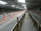 Full Set High Quality Poultry House and Poultry Equipment