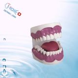 Medical Dental/Tooth Care Model (28 teeth) for Educational Training and Simulation