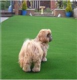 Synthetic Grass Carpet for Pets