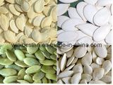 Pumpkin Seeds