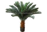 Cycas Tree (5004-28-G)