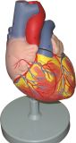 Human Heart Model-Mh07009