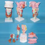 Laryngeal Tongue Dentition Anatomic Model (R070112)