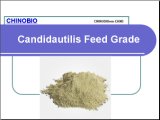 Feed Grade Candida Utilis Animal and Poultry Feed Additives
