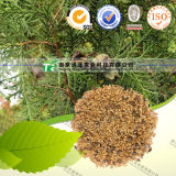 100% Pure Natural Herb Medicine Platycladi Seed