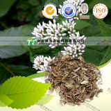 Pure Natural Herb Medicine Eupatorium Japonicum Ze LAN