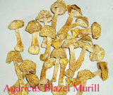 Agaricus Blazei Murill Mushroom