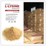Supply 98.5% Lysine HCl with Low Price