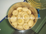 Canned Mushroom in Can with High Quality