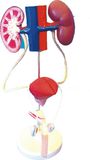 Model of Male Urogenital System-Mh07034