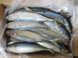 Frozen Mackerel  Fish size 6-8pieces/kg