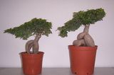 Ficus Microcarpa