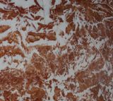 Italy Rose Marble