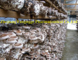 Edible and Medicine Fungi, Organic Mushroom Shiitake Extract