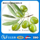 Olive Leaf Extract Hydroxytyrosol