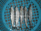 Frozen Bait Fish Sardine