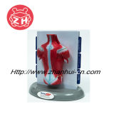 Human Muscle Model Education Toy Plastic Toy (ZH-PVT008)