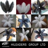 Wholesale Various Kinds Ostrich Feather