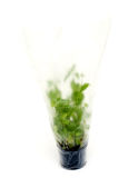 Clear Plastic Plant & Flower Wrapping Bag