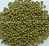 Mung Bean