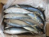 Big Size Landfrozen Mackerel (Scomber Japonicus) 400-600g