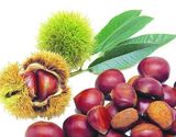 Fresh Chestnut