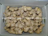 China Organic Ginger to The Germany Supermarket
