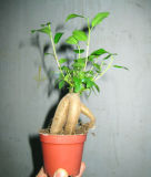 Miniature Ficus (HBH-R01)