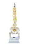 45cm Height Flexible Spine Model