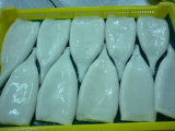 Frozen Todarodes Pacificus Squid Tube