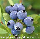 Bilberry Extract 25% Anthocyanidins (15%-25%)