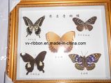 Butterfly Specimen 20