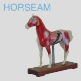 Horse Acunpuncture Model