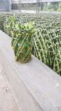 Lucky Bamboo (pineapple shape)