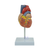 Human Heart Model Life Size