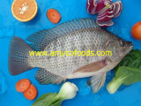 Tilapia Fish From Professional Tilapia Factory in China
