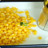 Wholesale Vacuum Packed Whole Kernel Sweet Corn in Tin Can