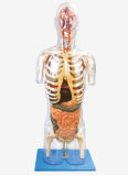 Jc/A1004 Transparent Torso with Internal Organs (HUMAN TORSO)