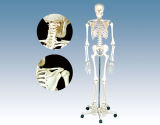 Model of Human Skeleton 170cm (QH3302)