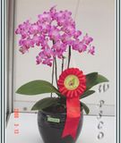 Phal. 'jane'