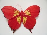 Butterfly (TUB1309)