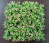 Artificial Plants and Flowers of Artificial Grass Hs-Grass17-Pk