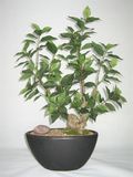 Ficus Bonsai