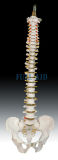 Life-Size Vertebral Column With Pelvis (XC-105)