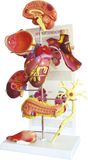 Model of Diabetes-Mh07078