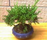 Juniper