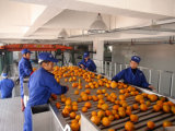 Turnkey Project Wholeo Plant Orange Processing Line